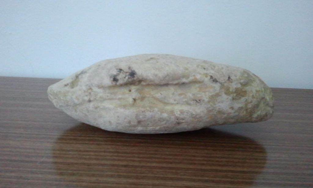 Panopea Glycymeris ????